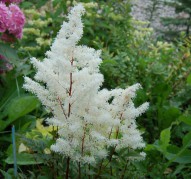Astilbe Rock and Roll (Рок энд Ролл)