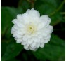 Лютик Пленифлорус (Ranunculus Pleniflorus) 