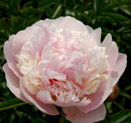 Пион Alice Crousse (Элис Крусс}