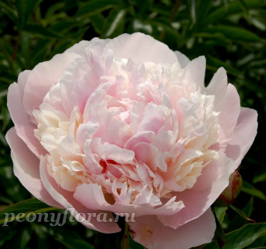 Пион Alice Crousse (Элис Крусс}