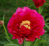 Пион Ann Zahller (Энн Заллер)