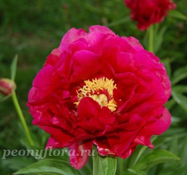 Пион Ann Zahller (Энн Заллер)