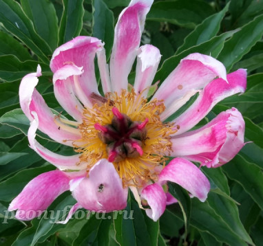 Пион Apron Strings (Эйпрон Стрингс)