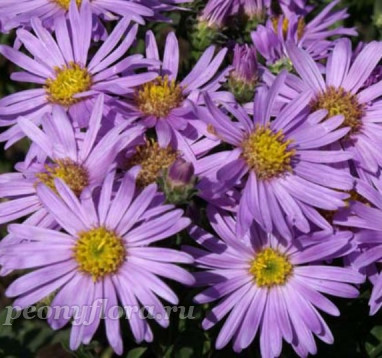 Aster amellus Rosa Erfüllung (Розе Эрфюллюнг)