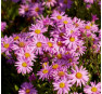 Aster amellus Rosa Erfüllung (Розе Эрфюллюнг)