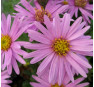 Aster amellus Rosa Erfüllung (Розе Эрфюллюнг)