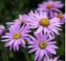 Aster amellus Rosa Erfüllung (Розе Эрфюллюнг)