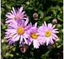 Aster amellus Rosa Erfüllung (Розе Эрфюллюнг)