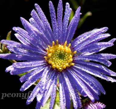 Aster frikartii Mönch (Моенх)