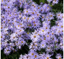 Aster frikartii Mönch (Моенх)