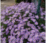 Aster frikartii Mönch (Моенх)