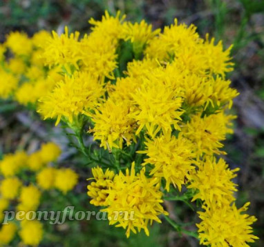 Aster linosyris (линосирис)