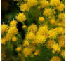 Aster linosyris (линосирис)
