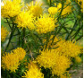 Aster linosyris (линосирис)
