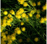 Aster linosyris (линосирис)