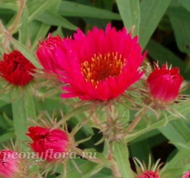 Aster novae-angliae Alma Pötschke (Альма Потсхе)