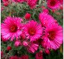 Aster novae-angliae Alma Pötschke (Альма Потсхе)