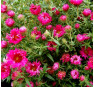 Aster novae-angliae Alma Pötschke (Альма Потсхе)