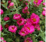 Aster novae-angliae Alma Pötschke (Альма Потсхе)