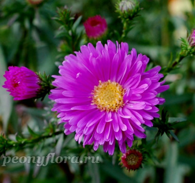 Aster novi-belgii Karminkuppel (Карминкуппель)