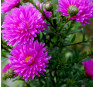 Aster novi-belgii Karminkuppel (Карминкуппель)