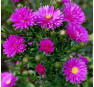 Aster novi-belgii Karminkuppel (Карминкуппель)