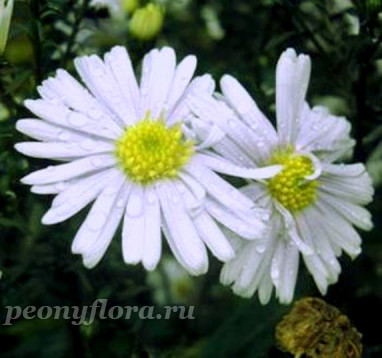 Aster novi-belgii Porzellan (Порцелан)