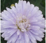 Aster novi-belgii Porzellan (Порцелан)