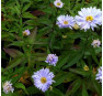Aster novi-belgii Porzellan (Порцелан)