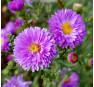 Aster novi-belgii Reitlingstal (Рейтлингсталь)