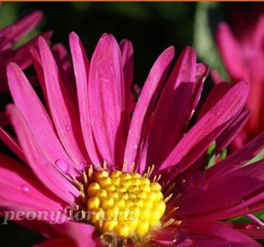 Aster novi-belgii Royal Ruby (Роял Руби)