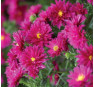 Aster novi-belgii Royal Ruby (Роял Руби)