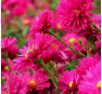 Aster novi-belgii Royal Ruby (Роял Руби)