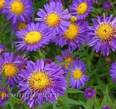 Aster novi-belgii Schöne von Dietlikon (Щене фон Диетликон)