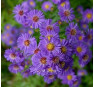 Aster novi-belgii Schöne von Dietlikon (Щене фон Диетликон)