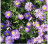 Aster novi-belgii Schöne von Dietlikon (Щене фон Диетликон)