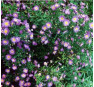 Aster novi-belgii Schöne von Dietlikon (Щене фон Диетликон)