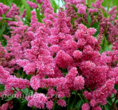 Astilbe Bonn (Бонн)