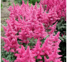 Astilbe Bonn (Бонн)