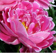 Пион Auguste Dessert (Огюст Дессер)