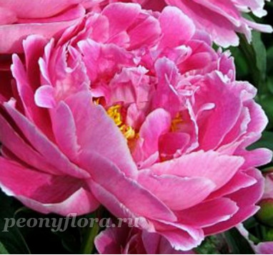 Пион Auguste Dessert (Огюст Дессер)