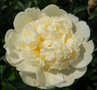 Пион Bridal Shower (Брaйдел Шауер)