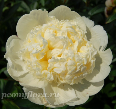 Пион Bridal Shower (Брaйдел Шауер)