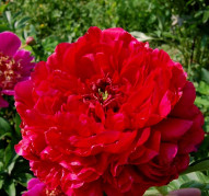 Пион Carol (Кэрол)