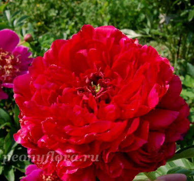 Пион Carol (Кэрол)