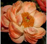 Пион Coral Charm (Корал Чарм)
