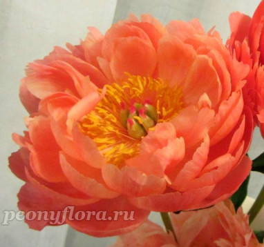 Пион Coral Charm (Корал Чарм)