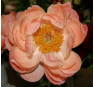 Пион Coral Charm (Корал Чарм)