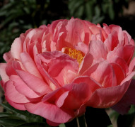 Пион Coral Supreme (Корал Сюприм)