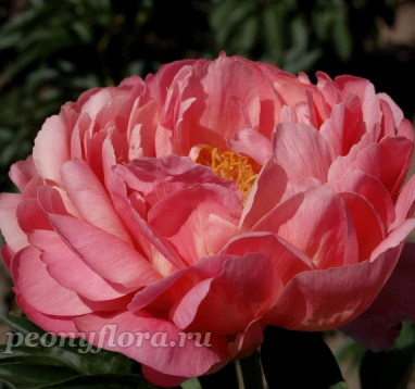 Пион Coral Supreme (Корал Сюприм)